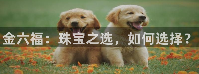 新宝5怎么代理：金六福：珠宝之选，如何选择？