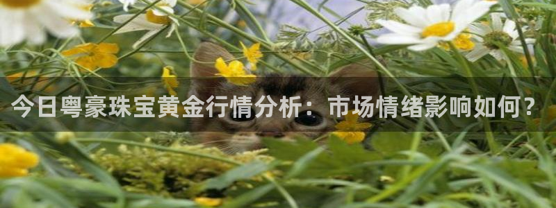 新宝5账号注册：今日粤豪珠宝黄金行情分析：市场情绪影响如何？